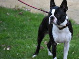 Mâle Boston Terrier LOF multichampion disponible pour saillie