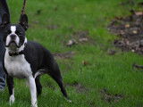 Mâle Boston Terrier LOF multichampion disponible pour saillie