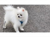 Spitz blanc Loulou de Pom&eacute;ranie pour saillie &agrave; Paris