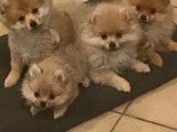 Chiots Loulous de Poméranie à vendre