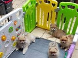 Chiots Loulous de Poméranie à vendre