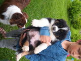 Chiots Berger Australien &agrave; vendre (1 Femelle & 5 M&acirc;les)