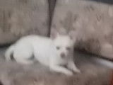 Chihuahua disponible pour saillie