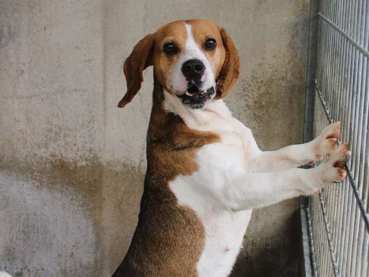 Chien Beagle tricolore à adopter