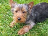 1 chiot mâle Yorkshire non LOF, à vendre