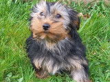 À vendre, 1 chiot mâle Yorkshire non LOF