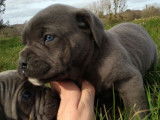 13 chiots Cane Corso LOF, à réserver