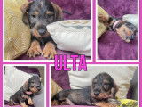 5 chiots Teckels non LOF disponibles à la vente