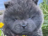 À réserver, 4 chiots Chows-Chows mâles LOF