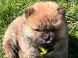 À réserver, 4 chiots Chows-Chows mâles LOF