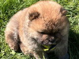 À réserver, 4 chiots Chows-Chows mâles LOF