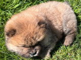 À réserver, 4 chiots Chows-Chows mâles LOF