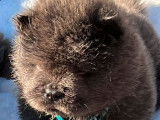 À réserver, 4 chiots Chows-Chows mâles LOF
