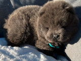 À réserver, 4 chiots Chows-Chows mâles LOF