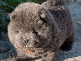 À réserver, 4 chiots Chows-Chows mâles LOF