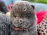 À réserver, 4 chiots Chows-Chows mâles LOF
