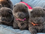À réserver, 4 chiots Chows-Chows mâles LOF