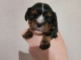 3 chiots Cavaliers King Charles LOF &agrave; r&eacute;server