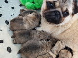 5 chiots Carlins LOF au pelage sable à réserver