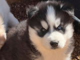 3 chiots Huskies m&acirc;les LOF &agrave; r&eacute;server