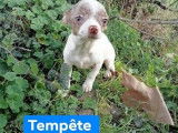 Disponibles à l'achat : des chiots Chihuahuas femelles non LOF