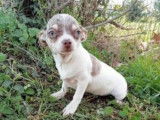 Disponibles à l'achat : des chiots Chihuahuas femelles non LOF