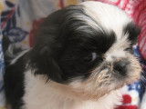 À vendre : 4 chiots Shih Tzu LOF tricolores