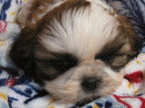 À vendre : 4 chiots Shih Tzu LOF tricolores