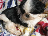 À vendre : 4 chiots Shih Tzu LOF tricolores
