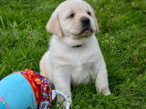 10 chiots Labradors LOF à réserver