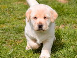 10 chiots Labradors LOF à réserver