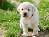 10 chiots Labradors LOF à réserver