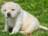 10 chiots Labradors LOF à réserver