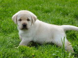 10 chiots Labradors LOF à réserver