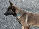 Chien Berger Belge Malinois M&acirc;le &agrave; vendre