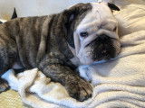 Bouledogue Anglais disponible pour saillie