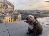 Bouledogue Anglais disponible pour saillie
