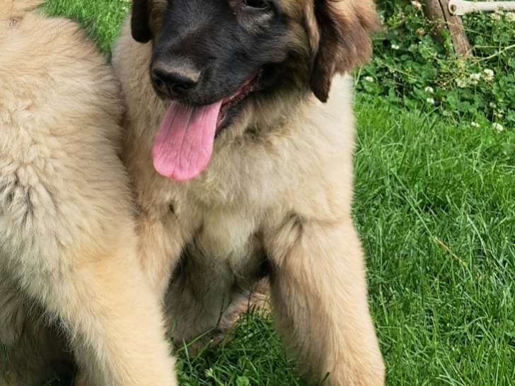 Chiots de race Leonberg à vendre (5 femelles & 1 mâle)