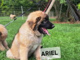 Chiots de race Leonberg à vendre (4 femelles)