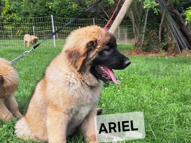Chiots de race Leonberg à vendre (4 femelles)