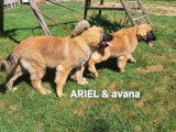 Chiots de race Leonberg à vendre (2 femelles)