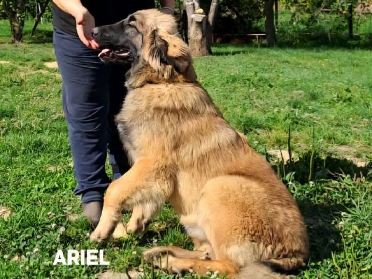 Chiots de race Leonberg à vendre (2 femelles)