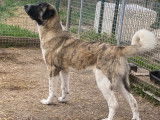 Femelle Cão de Gado Transmontano à vendre