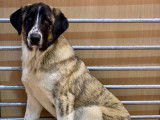 Femelle Cão de Gado Transmontano à vendre