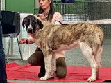Femelle Cão de Gado Transmontano à vendre