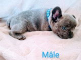 Chiots Bouledogue Français avec pedigree Bleu et silver merle