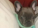 Chiots Bouledogue Français avec pedigree Bleu et silver merle