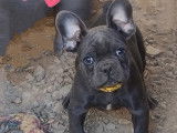 Chiots Bouledogue Français avec pedigree Bleu et silver merle