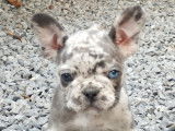 Chiots Bouledogue Français avec pedigree Bleu et silver merle