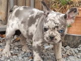 Chiots Bouledogue Français avec pedigree Bleu et silver merle